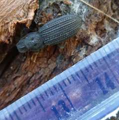 Nyctoporis cristata