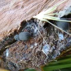 Nyctoporis cristata