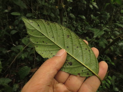 Frangula sphaerosperma