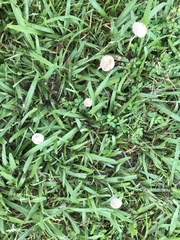 Conocybe apala albipes