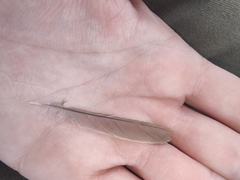 Lichmera indistincta