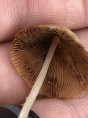 Conocybe apala albipes