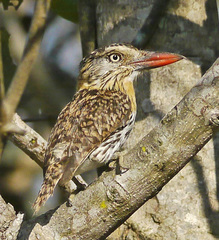 Nystalus maculatus striatipectus