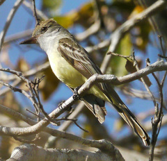 Myiarchus ferox