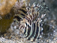 Dendrochirus brachypterus