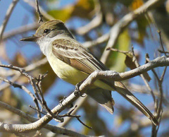 Myiarchus ferox