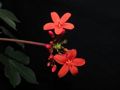 Jatropha nudicaulis