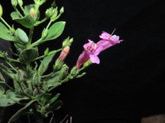 Ruellia floribunda