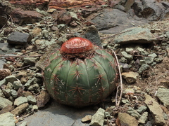 Melocactus peruvianus