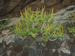 Peperomia dolabriformis