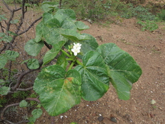 Cnidoscolus pavonianus