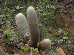 Espostoa melanostele