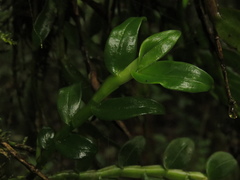 Epidendrum megalospathum