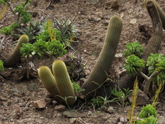 Haageocereus pseudoversicolor