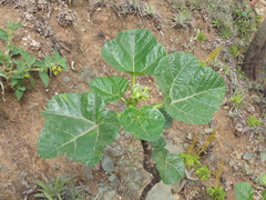 Cnidoscolus pavonianus