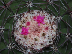 Melocactus peruvianus