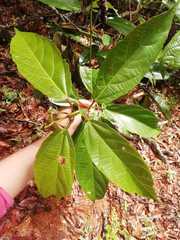 Alchornea latifolia
