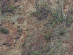 Espostoa melanostele