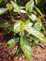 Alchornea latifolia