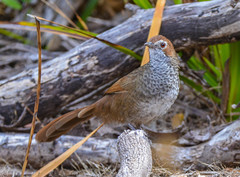 Dasyornis broadbenti