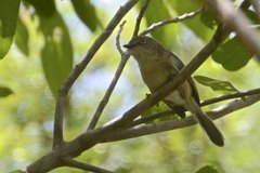 Newtonia brunneicauda