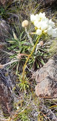 Gentianella stellata
