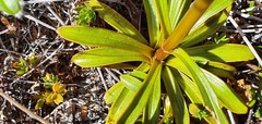 Gentianella stellata