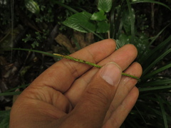 Carex hamata