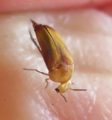 Tolidopalpus nitidocoma