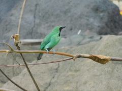 Chloropsis sonnerati