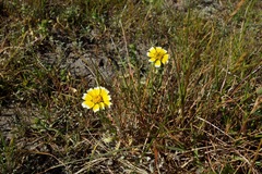 Layia chrysanthemoides