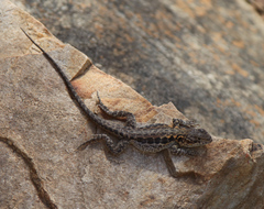 Ctenophorus decresii