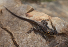 Ctenophorus decresii