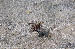 Dendrochirus brachypterus