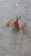 Marumba cristata bukaiana