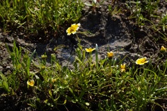 Layia chrysanthemoides