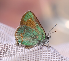 Callophrys affinis apama