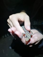 Phyllodactylus tuberculosus