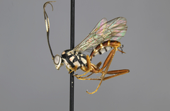 Hadrostethus scitulus