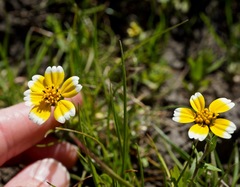 Layia chrysanthemoides