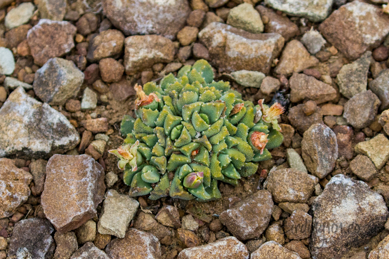 Stomatium middelburgense