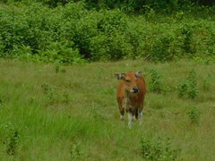 Bos javanicus