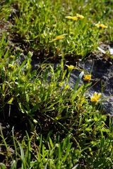 Layia chrysanthemoides