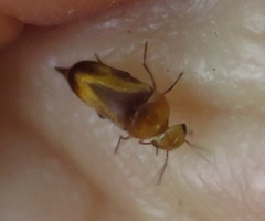 Tolidopalpus nitidocoma