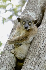 Lepilemur hubbardorum