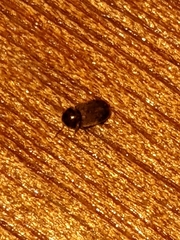 Stegobium