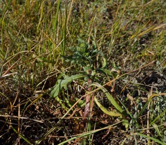 Layia chrysanthemoides