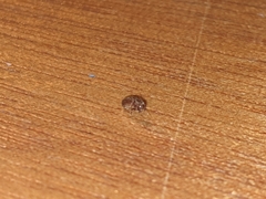 Stegobium