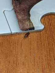 Stegobium