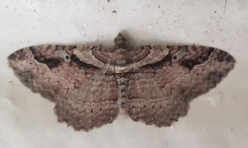 Bent-lined Carpet, Parker, TX 75002, USA, photo 8 of 10